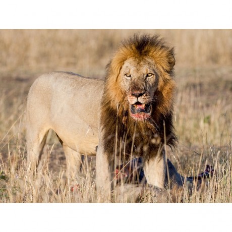 CALVENDO Puzzle CALVENDO Puzzle Lowenkampf  Lowenliebe Пазл CALVENDO Puzzle Lion fight Lion love