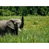 CALVENDO Puzzle CALVENDO Puzzle Elefant....in freier Wildbahn Пазл CALVENDO Puzzle Elephant....в дикой природе