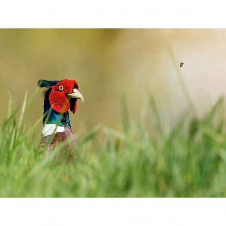 CALVENDO Puzzle CALVENDO Puzzle Emotionale Momente: Der Jagdfasan. Пазл CALVENDO Пазл Эмоциональные моменты: Охота на фазана.