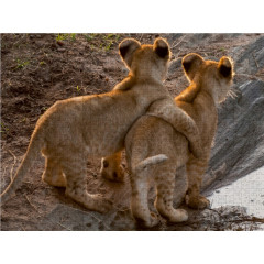 CALVENDO Puzzle CALVENDO Puzzle Emotional Moments: Lion Cubs Пазл CALVENDO Puzzle Emotional Moments: Львята