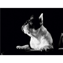 CALVENDO Puzzle CALVENDO Puzzle Juno Пазл CALVENDO Пазл Юнона