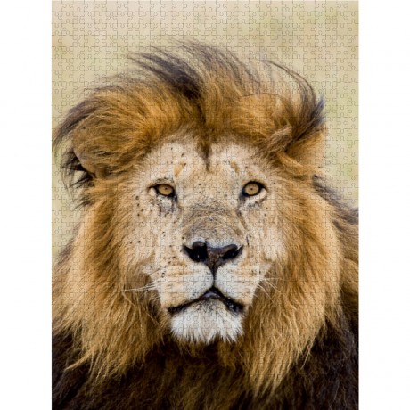 CALVENDO Puzzle CALVENDO Puzzle Lowe Пазл CALVENDO Puzzle Lowe