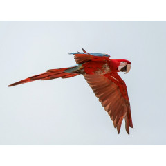 CALVENDO Puzzle CALVENDO Puzzle Ara (Papagei) Пазл CALVENDO Puzzle Ара (попугай)