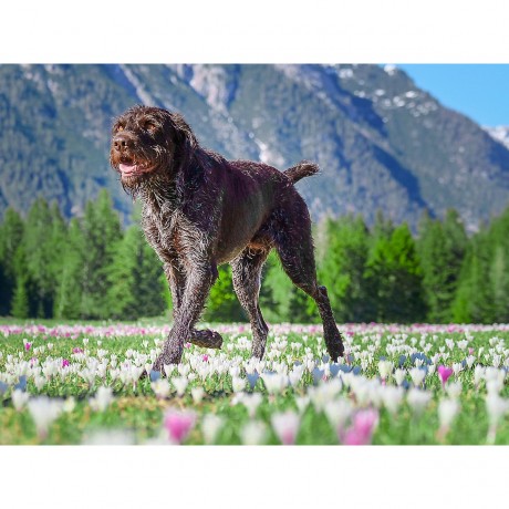 CALVENDO Puzzle CALVENDO Puzzle Deutsch Drahthaar im Blutenrausch des Fruhlings Пазл CALVENDO Puzzle Немецкий жесткошерстный пойнтер в цветущем весеннем безумии