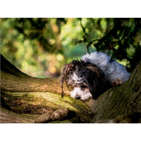 CALVENDO Puzzle CALVENDO Puzzle Havaneser Пазл CALVENDO Пазл Havanese