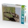 CALVENDO Puzzle CALVENDO Puzzle Elefant....in Bewegung Пазл CALVENDO Puzzle слон....в движении