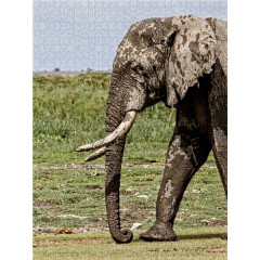 CALVENDO Puzzle CALVENDO Puzzle Elefant....in Bewegung Пазл CALVENDO Puzzle слон....в движении