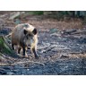 CALVENDO Puzzle CALVENDO Puzzle Wildschwein Пазл CALVENDO Пазл Кабан
