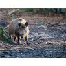 CALVENDO Puzzle CALVENDO Puzzle Wildschwein Пазл CALVENDO Пазл Кабан