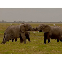 CALVENDO Puzzle CALVENDO Puzzle Spielstunde der Elefanten in freier Wildbahn. Kenia Пазл CALVENDO Puzzle Игра для слонов в дикой природе. Кения