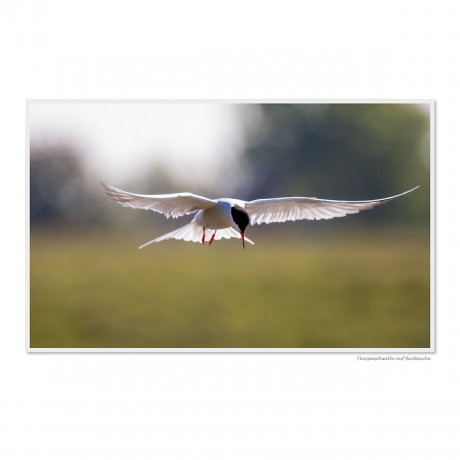 CALVENDO Puzzle CALVENDO Puzzle Emotionale Momente: Die Vogelinsel Texel. \/ CH-Version Пазл CALVENDO Пазл Эмоциональные моменты: Птичий остров Тексел. \/ версия CH