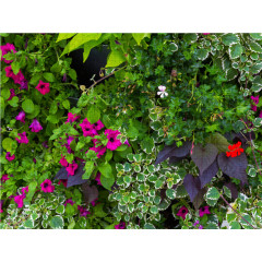 CALVENDO Puzzle CALVENDO Puzzle Sommerblumen und Stauden Пазл CALVENDO Puzzle Летние цветы и многолетники