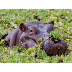 CALVENDO Puzzle CALVENDO Puzzle Oktober: Das Flusspferd mit Nasenschmuck. Пазл CALVENDO Puzzle October: Бегемот с украшением в носу.