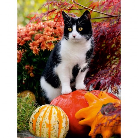CALVENDO Puzzle CALVENDO Puzzle Neugierige Katze steht auf Kurbissen und beobachtet Пазл CALVENDO Puzzle Любопытный кот стоит на тыквах и смотрит