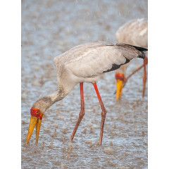 CALVENDO Puzzle CALVENDO Puzzle Sattelstorche beim Fischen Пазл CALVENDO Puzzle Saddleback ловля аиста