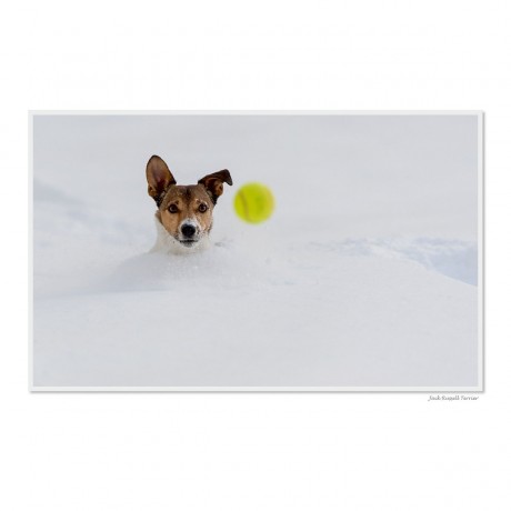 CALVENDO Puzzle CALVENDO Puzzle Emotionale Momente: Der beste Freund des Menschen. \/ CH-Version Пазл CALVENDO Пазл Эмоциональные моменты: Лучший друг человека. \/ версия CH