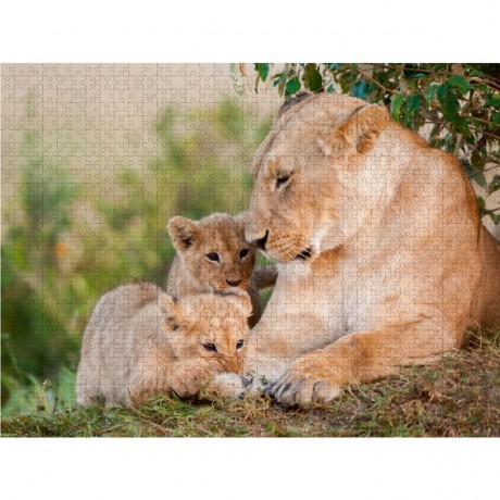 CALVENDO Puzzle CALVENDO Puzzle Lowenfamilie Пазл CALVENDO Пазл Львиная семья