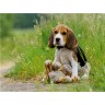 CALVENDO Puzzle CALVENDO Puzzle Beagle-Welpe mit Teddy Пазл CALVENDO Puzzle Щенок бигля с мишкой