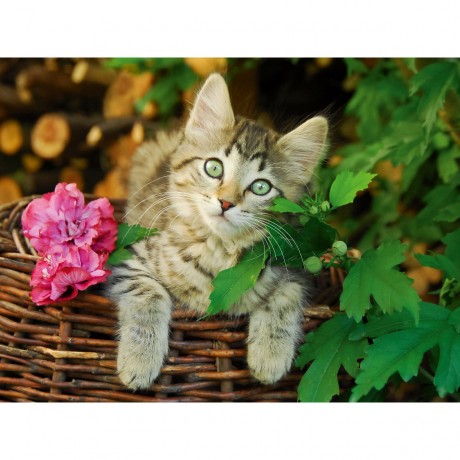 CALVENDO Puzzle CALVENDO Puzzle Niedliches junges Katzchen auf einem Weidenkorb Пазл CALVENDO Puzzle Милый котенок на плетеной корзине