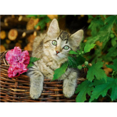 CALVENDO Puzzle CALVENDO Puzzle Niedliches junges Katzchen auf einem Weidenkorb Пазл CALVENDO Puzzle Милый котенок на плетеной корзине