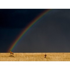 CALVENDO Puzzle CALVENDO Puzzle Regenbogen und Topis in der Masai Mara in Kenia Пазл CALVENDO Puzzle Rainbow and Topis в Масаи Мара в Кении