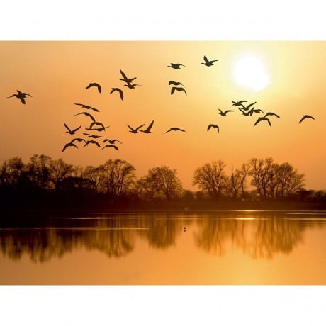 CALVENDO Puzzle CALVENDO Puzzle Emotionale Momente: Die Graugans. Пазл CALVENDO Пазл Эмоциональные моменты: Серый гусь.