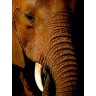 CALVENDO Puzzle CALVENDO Puzzle Elefant.....Auge in Auge Пазл CALVENDO Puzzle слон.....глаза в глаза