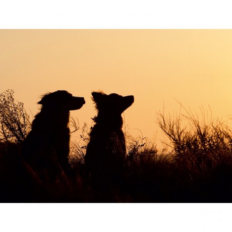 CALVENDO Puzzle CALVENDO Puzzle Australian Shepherds im Spiel des Lichts Пазл CALVENDO Пазл Австралийские овчарки в игре света