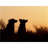 CALVENDO Puzzle CALVENDO Puzzle Australian Shepherds im Spiel des Lichts Пазл CALVENDO Пазл Австралийские овчарки в игре света