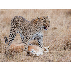 CALVENDO Puzzle CALVENDO Puzzle Emotionale Momente: Leoparden Пазл CALVENDO Puzzle Эмоциональные моменты: леопарды