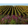 CALVENDO Puzzle CALVENDO Puzzle Weinberge im Herbst Пазл CALVENDO Puzzle Виноградники осенью