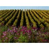 CALVENDO Puzzle CALVENDO Puzzle Weinberge im Herbst Пазл CALVENDO Puzzle Виноградники осенью