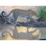 CALVENDO Puzzle CALVENDO Puzzle Leopard auf Pirschgang am Talek River Пазл CALVENDO Puzzle Леопард на сафари на реке Талек