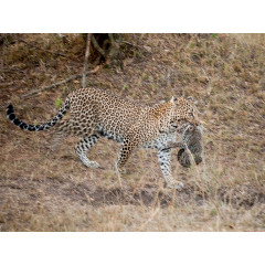 CALVENDO Puzzle CALVENDO Puzzle Emotionale Momente: Leoparden Пазл CALVENDO Puzzle Эмоциональные моменты: леопарды