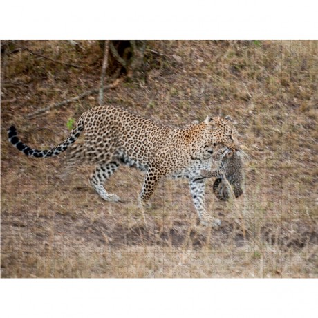 CALVENDO Puzzle CALVENDO Puzzle Emotionale Momente: Leoparden Пазл CALVENDO Puzzle Эмоциональные моменты: леопарды