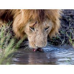 CALVENDO Puzzle CALVENDO Puzzle Lowe Пазл CALVENDO Puzzle Lowe