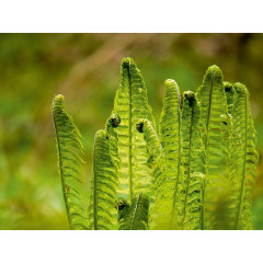 CALVENDO Puzzle CALVENDO Puzzle Die im Schatten wachsen Пазл CALVENDO Puzzle Что растет в тени