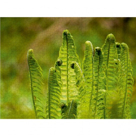 CALVENDO Puzzle CALVENDO Puzzle Die im Schatten wachsen Пазл CALVENDO Puzzle Что растет в тени