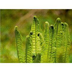 CALVENDO Puzzle CALVENDO Puzzle Die im Schatten wachsen Пазл CALVENDO Puzzle Что растет в тени