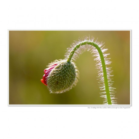 CALVENDO Puzzle CALVENDO Puzzle Emotionale Momente: Die Blumenwiese. \/ CH-Version Пазл CALVENDO Пазл Эмоциональные моменты: Цветочная поляна. \/ версия CH