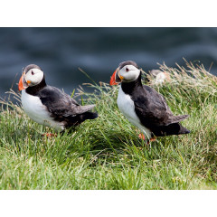 CALVENDO Puzzle CALVENDO Puzzle Papageientaucher auf der Insel Papey Пазл CALVENDO Puzzle Puffins на острове Папей