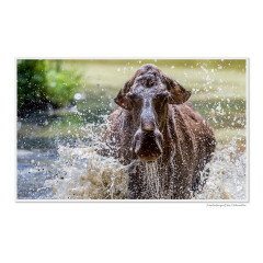 CALVENDO Puzzle CALVENDO Puzzle Emotionale Momente: Europaischer Elch Part II Пазл CALVENDO Puzzle Emotional Moments: European Moose Part II