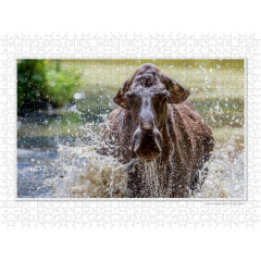 CALVENDO Puzzle CALVENDO Puzzle Emotionale Momente: Europaischer Elch Part II Пазл CALVENDO Puzzle Emotional Moments: European Moose Part II