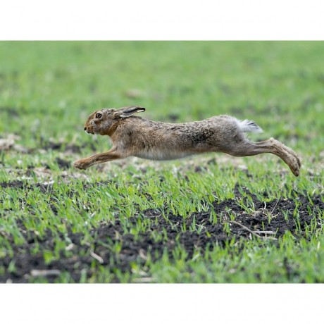 CALVENDO Puzzle CALVENDO Puzzle Bis zu 65 km\/h konnen die Hasen rennen. Головоломка CALVENDO Puzzle Кролики могут развивать скорость до 65 км/ч.