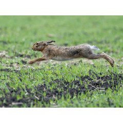 CALVENDO Puzzle CALVENDO Puzzle Bis zu 65 km\/h konnen die Hasen rennen. Головоломка CALVENDO Puzzle Кролики могут развивать скорость до 65 км/ч.