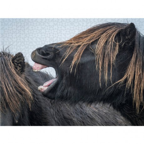 CALVENDO Puzzle CALVENDO Puzzle Was dieser Hengst dem anderen Hengst wohl ins Ohr flustert? Головоломка CALVENDO Puzzle Что этот жеребец шепчет на ухо другому жеребцу?