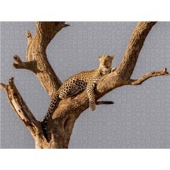 CALVENDO Puzzle CALVENDO Puzzle Ruhender Leopard in der Abensonne. Masai Mara Пазл CALVENDO Puzzle Отдыхающий леопард в лучах вечернего солнца. Масаи Мара