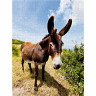 CALVENDO Puzzle CALVENDO Puzzle Esel in der Landschaft Пазл CALVENDO Puzzle Осел в пейзаже