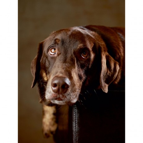 CALVENDO Puzzle CALVENDO Puzzle Simba Пазл CALVENDO Пазл Симба