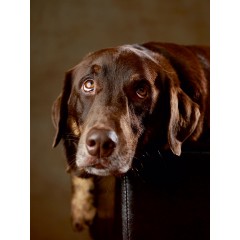 CALVENDO Puzzle CALVENDO Puzzle Simba Пазл CALVENDO Пазл Симба